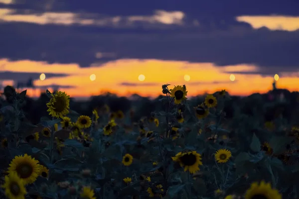 Sonnenblumen Mit Rosa Lila Die Sich Der Abenddämmerung Himmel Verändern — Stockfoto