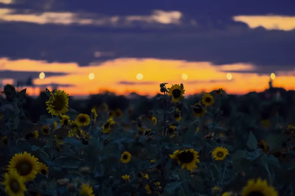 Tournesols Avec Rose Violet Changeant Dans Ciel Crépuscule — Photo