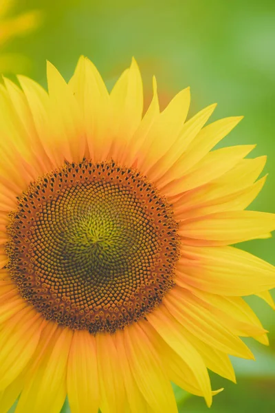 Sunflower sea in summer in June