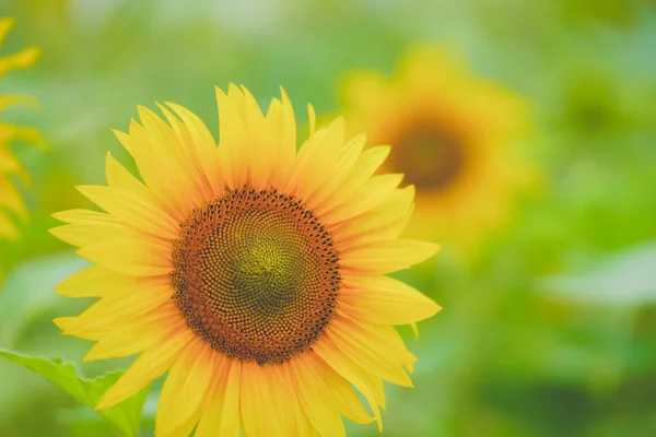 Sunflower sea in summer in June