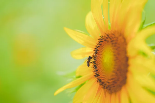 Sunflower sea in summer in June