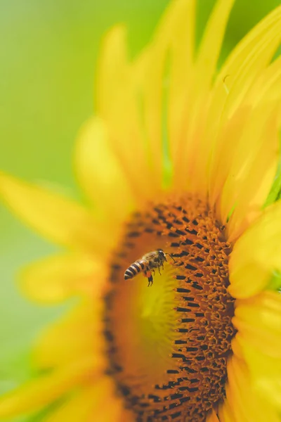 Sunflower sea in summer in June