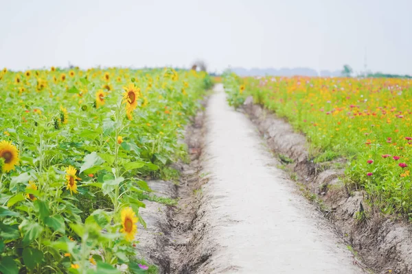 Sunflower sea in summer in June