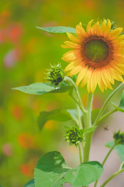 Sunflower sea in summer in June