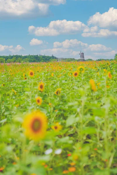 Sunflower sea in summer in June