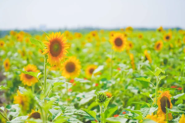 Sunflower sea in summer in June