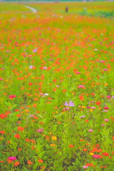 Ein Schönes Meer Von Gänseblümchen Juni — Stockfoto