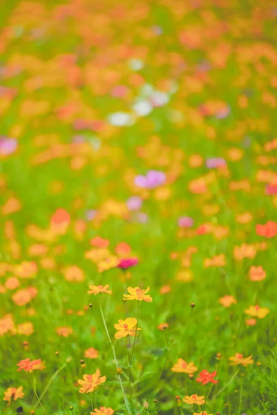 Ein Schönes Meer Von Gänseblümchen Juni — Stockfoto