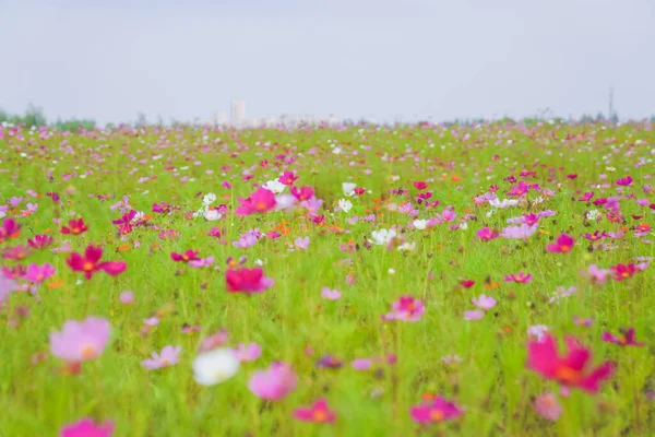 Une Belle Mer Marguerites Juin — Photo