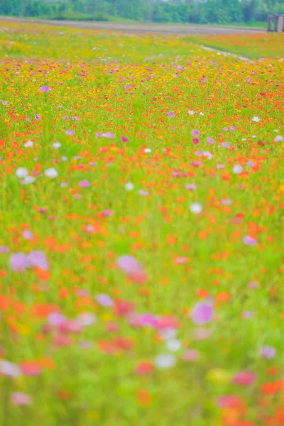 六月美丽的雏菊海 — 图库照片