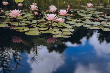 Pink water lilies in the pond in summer