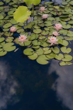 Pink water lilies in the pond in summer