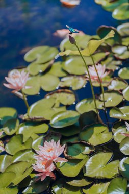 A dragonfly perched on a lotus in summer
