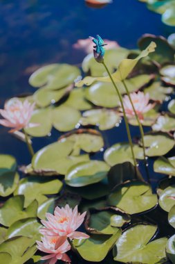 A dragonfly perched on a lotus in summer
