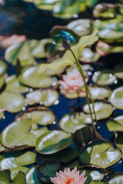 A dragonfly perched on a lotus in summer