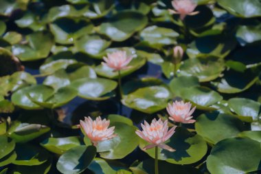 Pink water lilies in the pond in summer