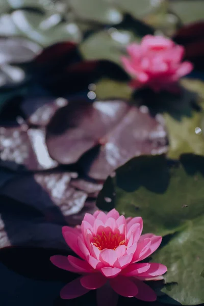 Red Lotus Flowers Blooming Pond —  Fotos de Stock