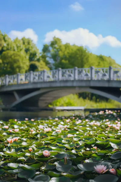 Pink Water Lilies Pond Summer — Stockfoto