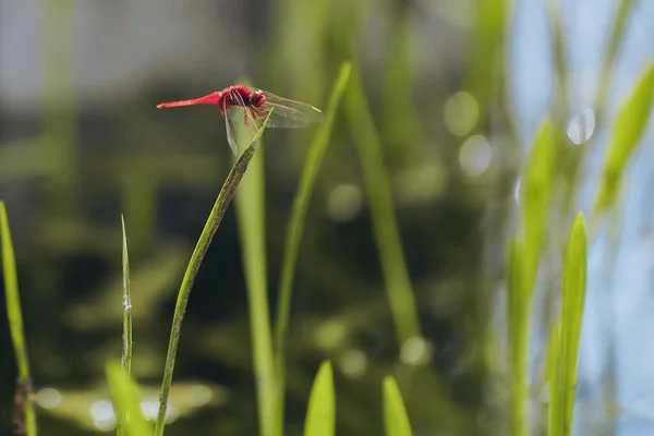 Dragonfly Perched Lotus Summer — Stok fotoğraf