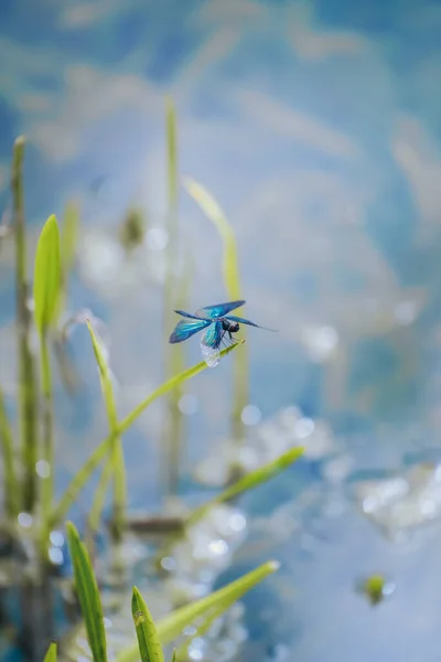 Dragonfly Perched Lotus Summer — 图库照片