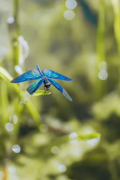 Dragonfly Perched Lotus Summer — Fotografia de Stock