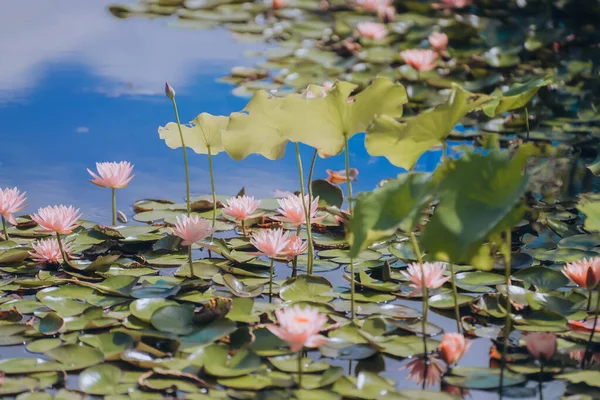 Pink water lilies in the pond in summer