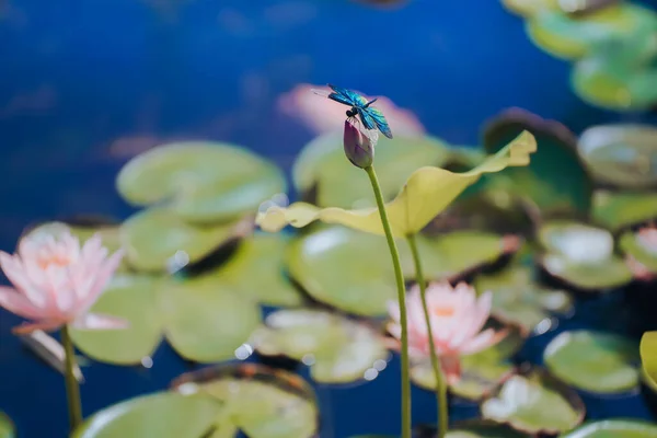 Dragonfly Perched Lotus Summer — Stock fotografie