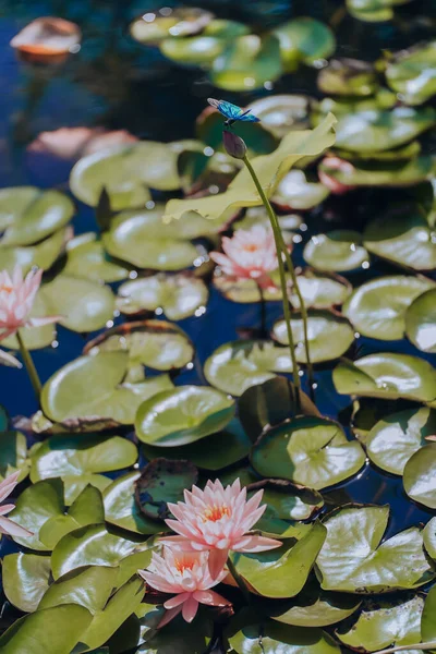 A dragonfly perched on a lotus in summer