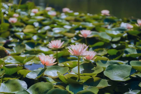 Pink water lilies in the pond in summer