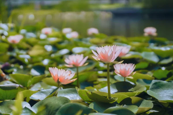 Pink water lilies in the pond in summer