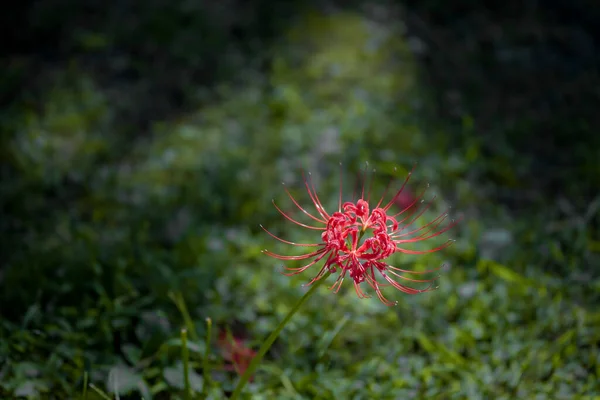 Red Equinox Flowers Bloom Warmly Autumn — Stock Photo, Image