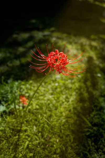 秋に赤エクイノックスの花が暖かく咲く — ストック写真