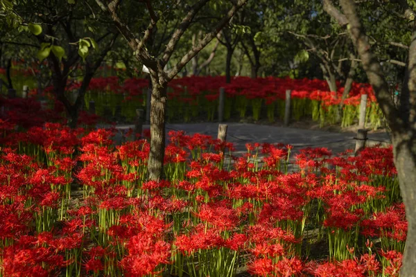 Merah Equinox Flowers Bloom Kehangatan Musim Gugur — Stok Foto