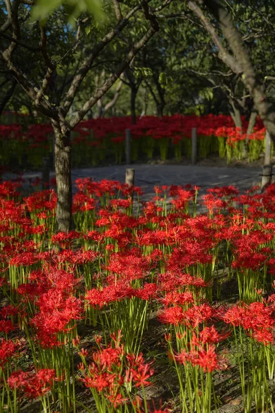 Vörös Napéjegyenlőség Virágok Nyílnak Melegen Ősszel — Stock Fotó