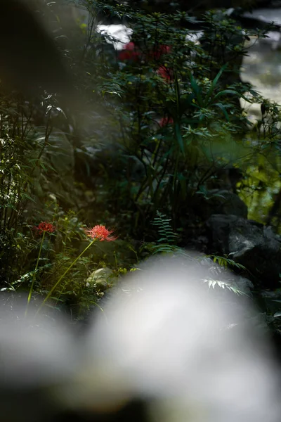 Röda Dagjämning Blommor Blommar Varmt Hösten — Stockfoto
