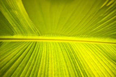 palmiye yaprağı detay