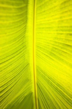 palmiye yaprağı detay