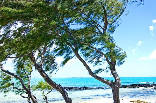 Costa da Maurícia — Fotografia de Stock