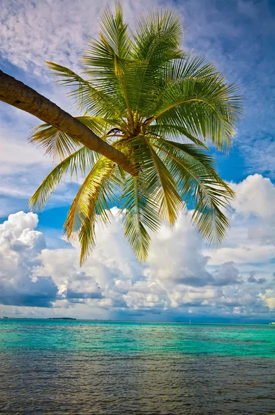 Palm crown over the sea — Stock Photo, Image