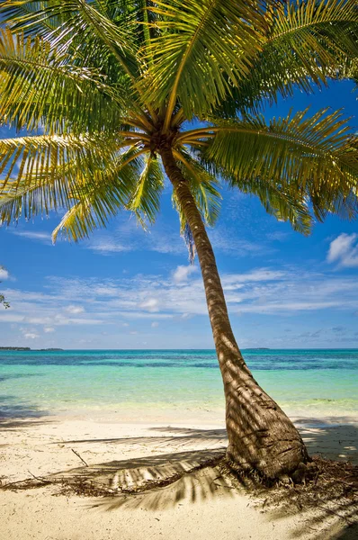 palmiye ağacı kum plaj