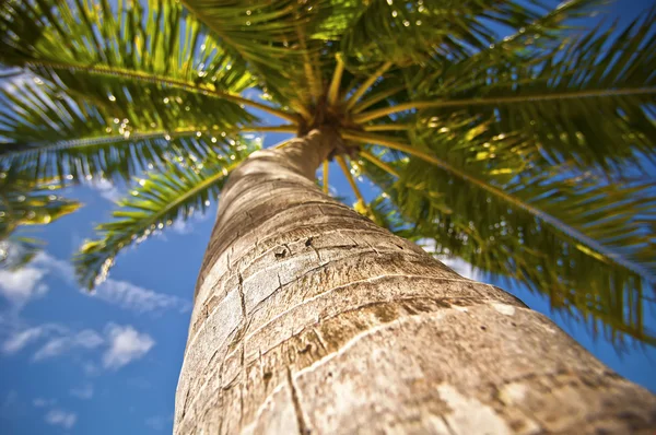 Palmkrone über dem Meer — Stockfoto