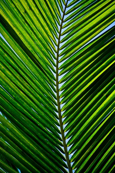 Hoja de palma frente al cielo azul —  Fotos de Stock