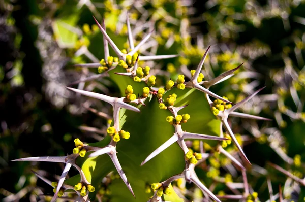 Cactus con espinas — Foto de Stock