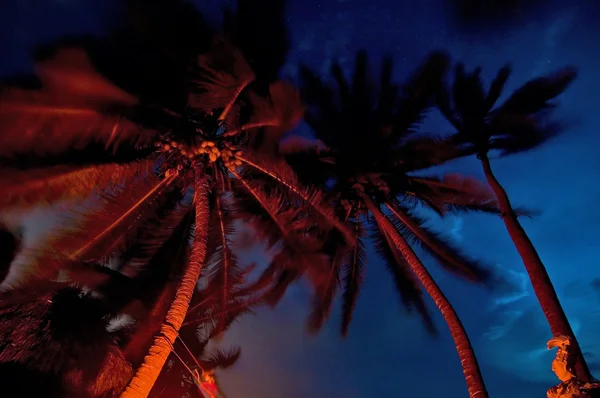 Ateşin içinde palmiye ağaçları