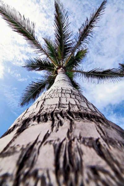 Couronne de palmier — Photo
