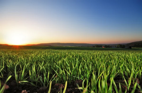 yeşil alan ve güzel mavi gökyüzü