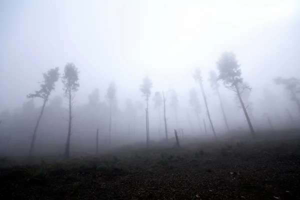 Bosque en niebla — Foto de Stock