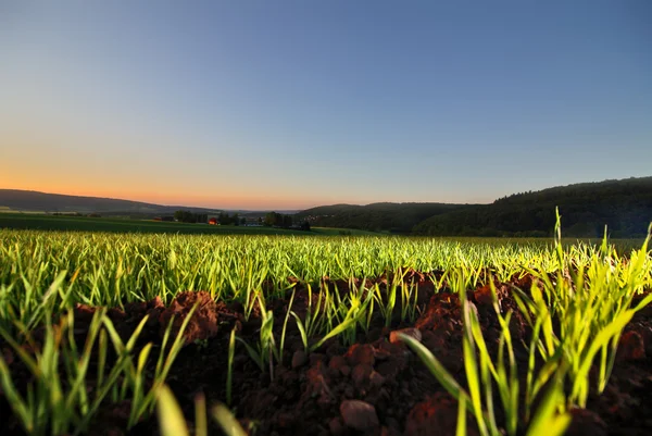 Campo verde y hermoso cielo azul — Foto de Stock