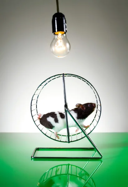 hamster tekerlek üzerinde