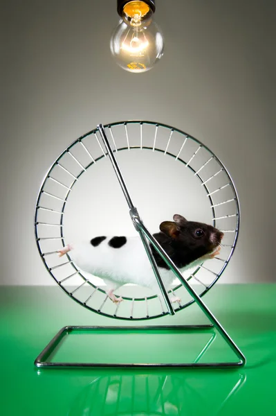 Hamster on the wheel — Stock Photo, Image